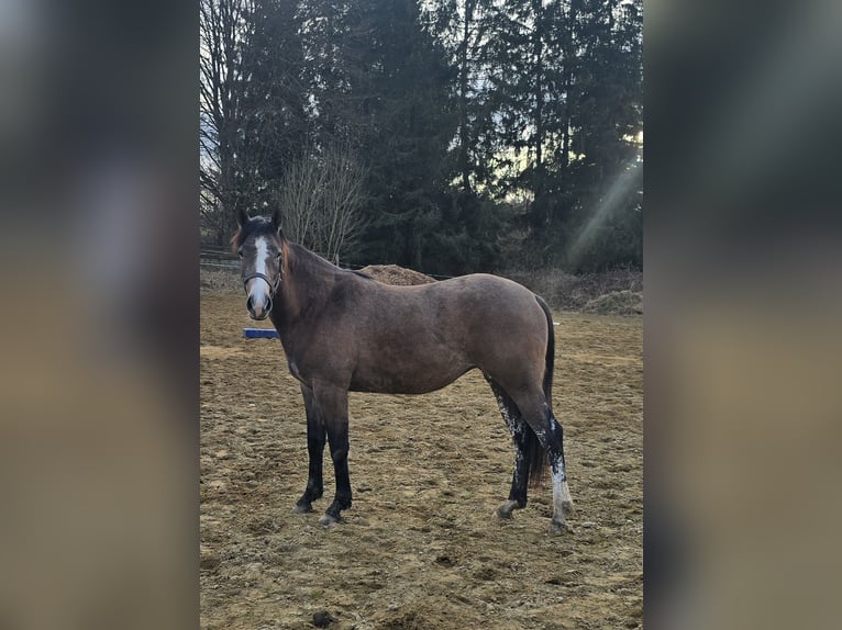 American Paint Horse Mix Mare 2 years 14,2 hh Brown Falb mold in Niederrieden