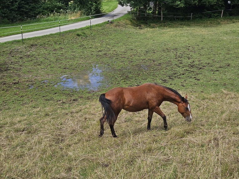 American Paint Horse Mare 2 years 14,2 hh Brown in Eggenthal
