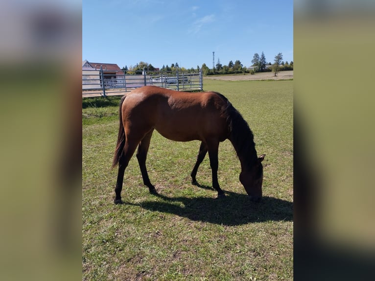 American Paint Horse Mare 2 years 14,2 hh Brown in Ummerstadt