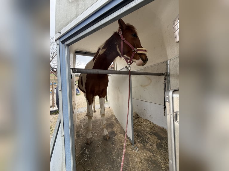 American Paint Horse Mix Mare 2 years 14,2 hh Tobiano-all-colors in Pesendorf