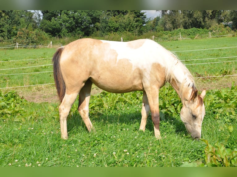 American Paint Horse Mare 2 years 14,2 hh Tobiano-all-colors in B&#xFC;ckeburg Evesen