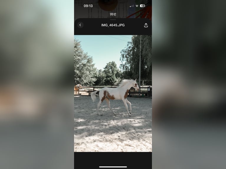 American Paint Horse Mare 2 years 14,2 hh Tovero-all-colors in Ridderkerk