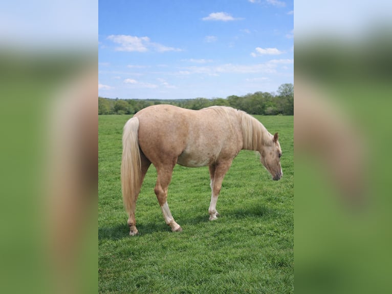 American Paint Horse Mare 2 years 15.1 hh Palomino in Landkreis Aschaffenburg