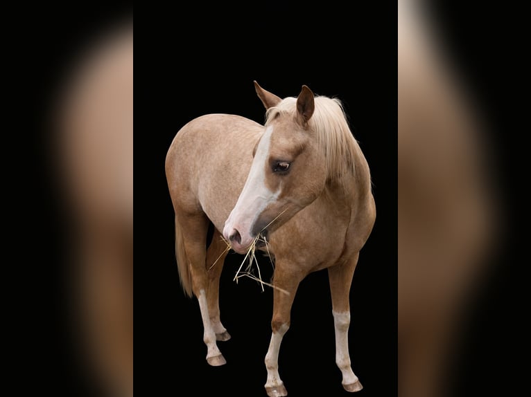American Paint Horse Mare 2 years 15.1 hh Palomino in Landkreis Aschaffenburg