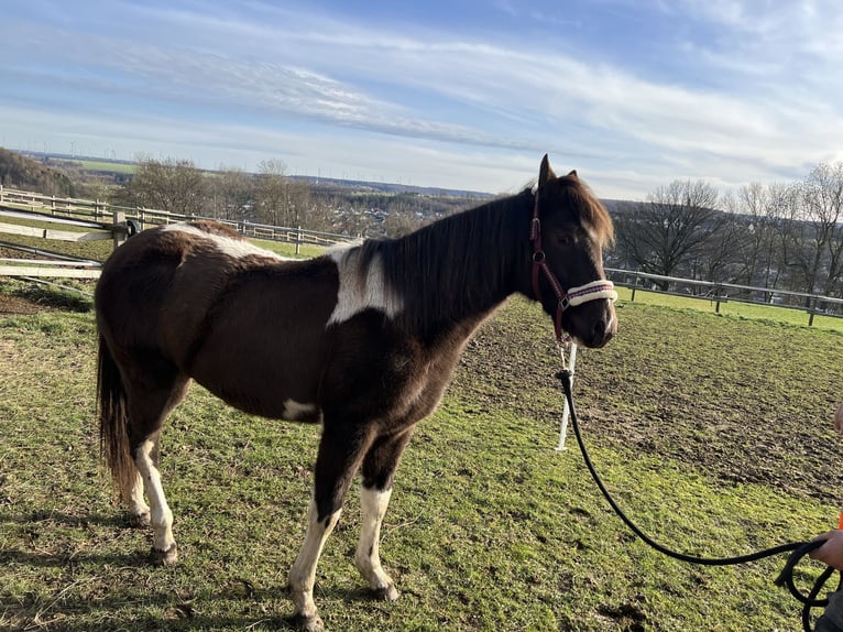 American Paint Horse Mare 2 years 15.1 hh Tobiano-all-colors in Bad Wünnenberg