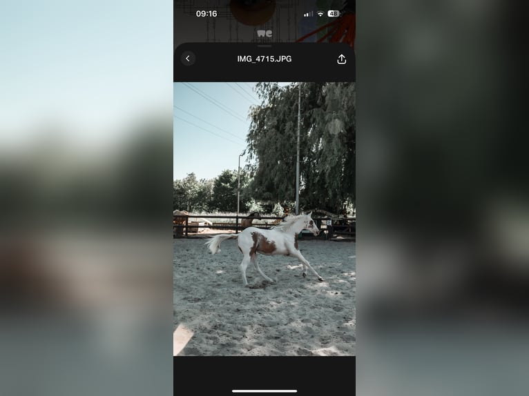 American Paint Horse Mare 2 years 15.1 hh Tovero-all-colors in Ridderkerk