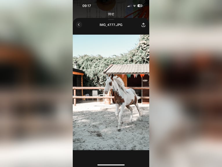 American Paint Horse Mare 2 years 15.1 hh Tovero-all-colors in Ridderkerk