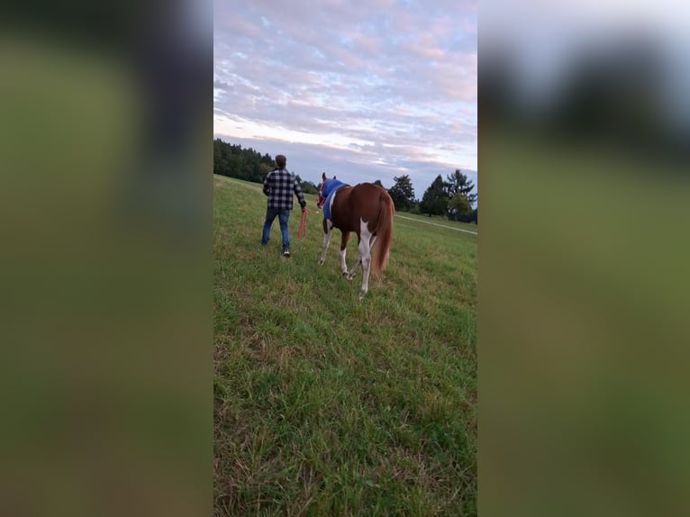 American Paint Horse Mare 2 years 15.2 hh Tobiano-all-colors in Aurach Am Hangar