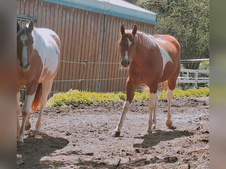 American Paint Horse Mare 2 years 15.2 hh Tobiano-all-colors in Aurach