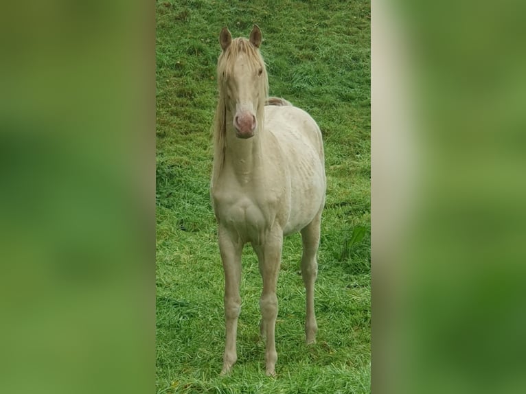 American Paint Horse Mare 2 years 15 hh Champagne in Rödinghausen