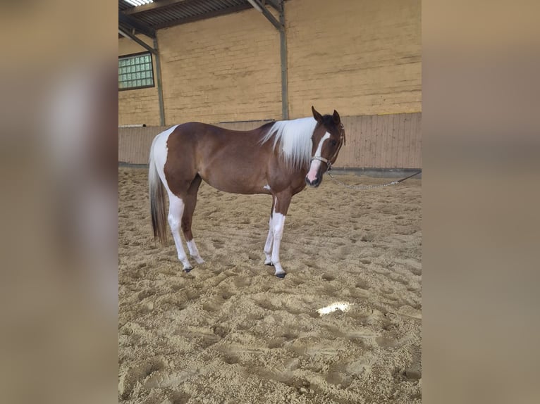 American Paint Horse Mare 2 years 15 hh Pinto in Kierspe