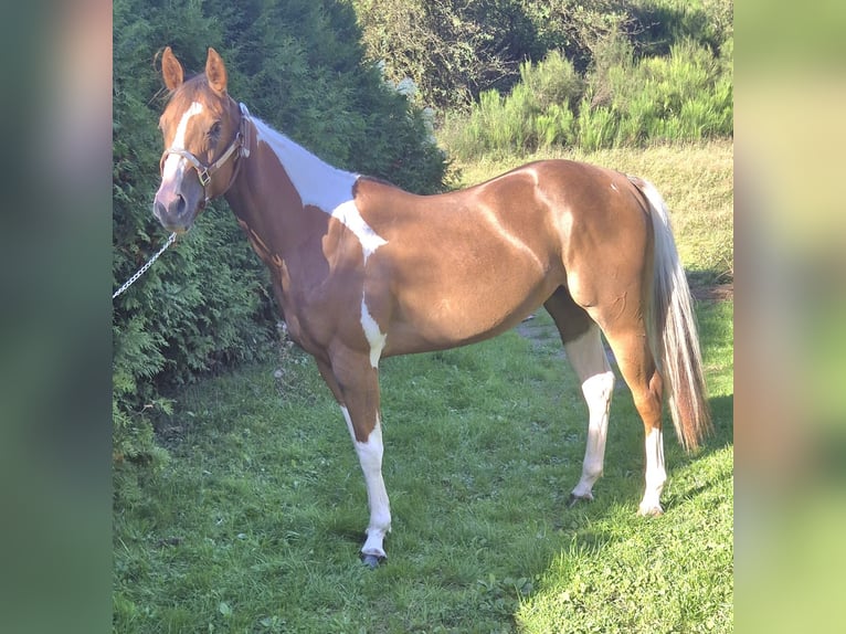 American Paint Horse Mare 2 years 15 hh Pinto in Kierspe