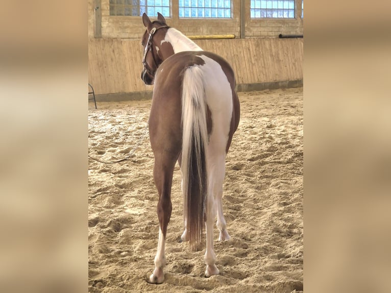 American Paint Horse Mare 2 years 15 hh Pinto in Kierspe