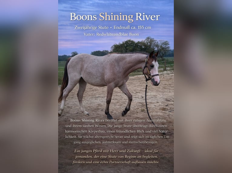 American Paint Horse Mix Mare 2 years 15,1 hh Overo-all-colors in Marlow