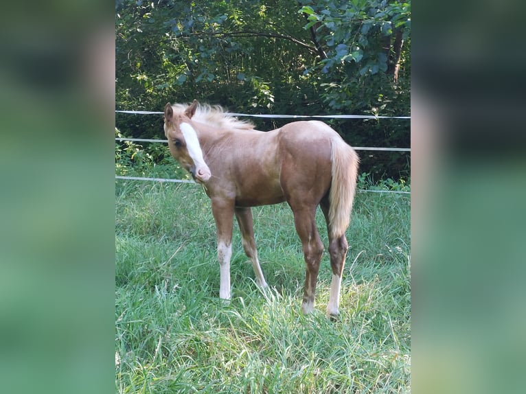 American Paint Horse Mare 2 years 15,1 hh Palomino in Landkreis Aschaffenburg