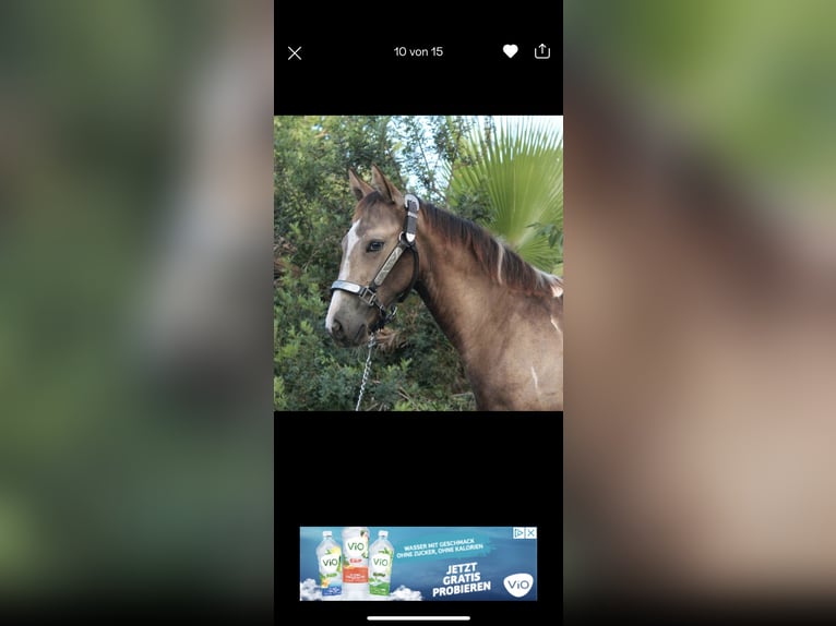 American Paint Horse Mare 2 years 15,1 hh Tobiano-all-colors in Steinsfeld