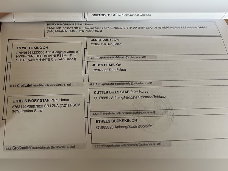 American Paint Horse Mare 2 years 15,1 hh Tobiano-all-colors in Bad Wünnenberg