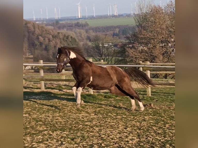 American Paint Horse Mare 2 years 15,1 hh Tobiano-all-colors in Bad Wünnenberg
