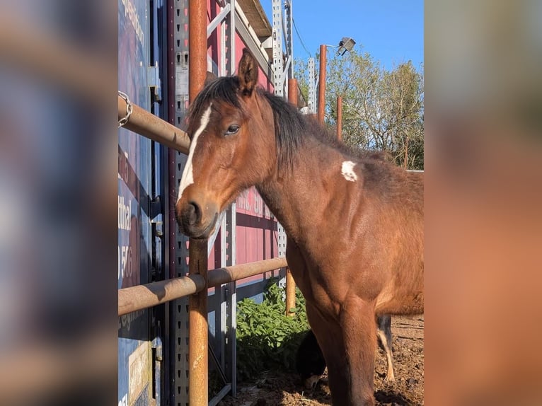 American Paint Horse Mare 2 years Brown in Lauterbach
