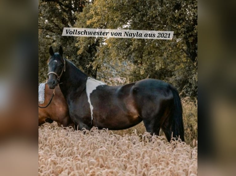 American Paint Horse Mare 2 years Tobiano-all-colors in Eppelborn