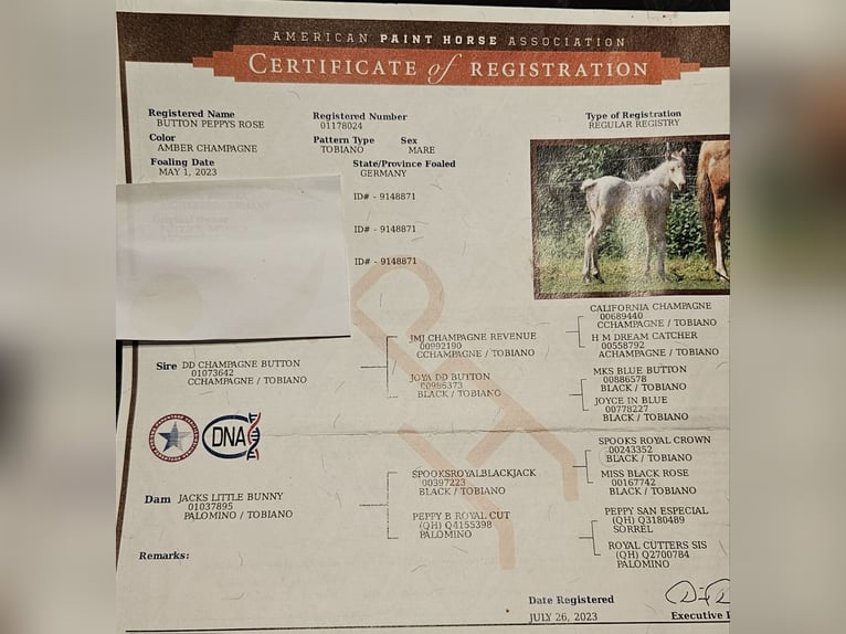 American Paint Horse Mare 3 years 14.1 hh Champagne in Langlingen