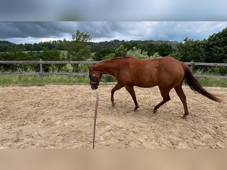 American Paint Horse Mare 3 years 14.1 hh Chestnut-Red in Berga- Wünschendorf