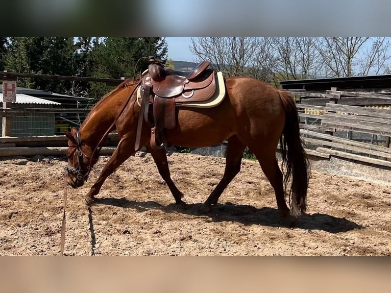 American Paint Horse Mare 3 years 14.1 hh Chestnut-Red in Berga- Wünschendorf