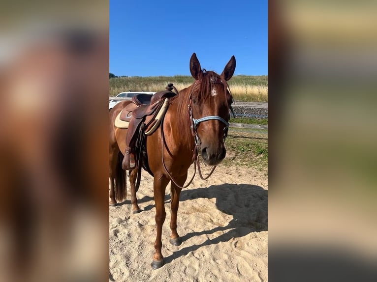 American Paint Horse Mare 3 years 14.1 hh Chestnut-Red in Berga- Wünschendorf