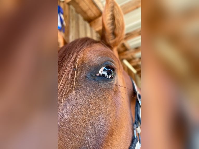 American Paint Horse Mare 3 years 14.1 hh Chestnut-Red in Berga- Wünschendorf
