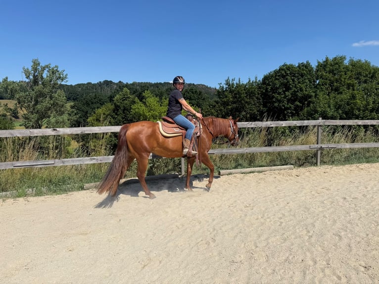 American Paint Horse Mare 3 years 14.1 hh Chestnut-Red in Berga- Wünschendorf
