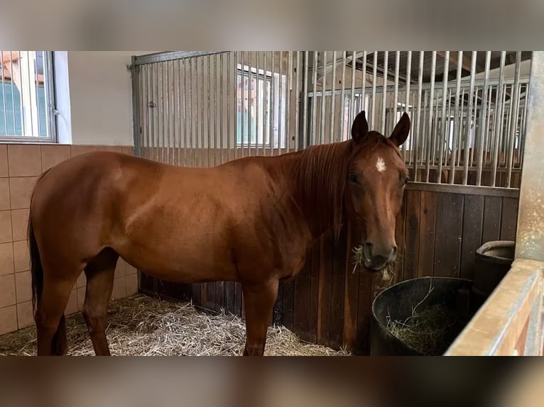 American Paint Horse Mare 3 years 14.1 hh Chestnut-Red in Berga- Wünschendorf