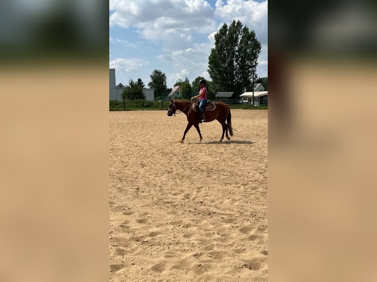 American Paint Horse Mare 3 years 14.1 hh Chestnut-Red in Berga- Wünschendorf