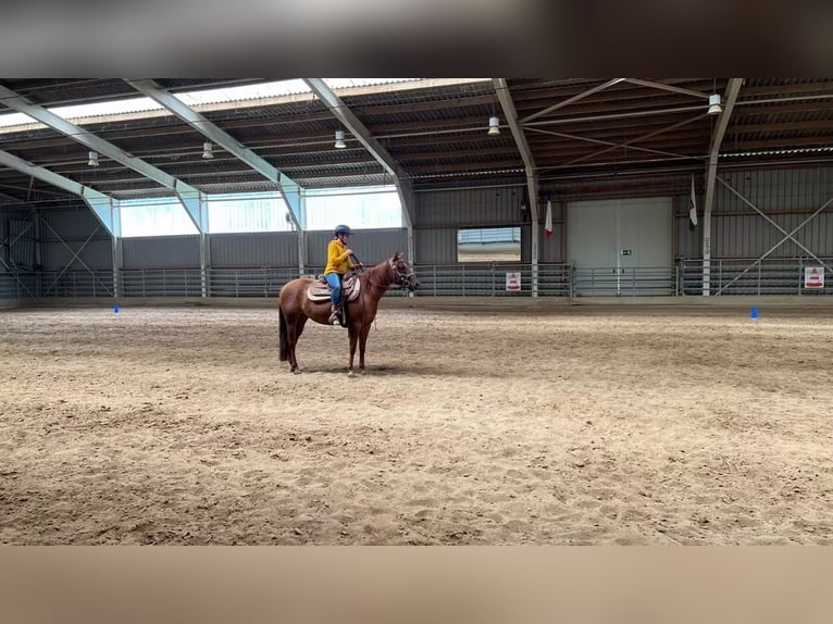 American Paint Horse Mare 3 years 14.1 hh Chestnut-Red in Berga- Wünschendorf