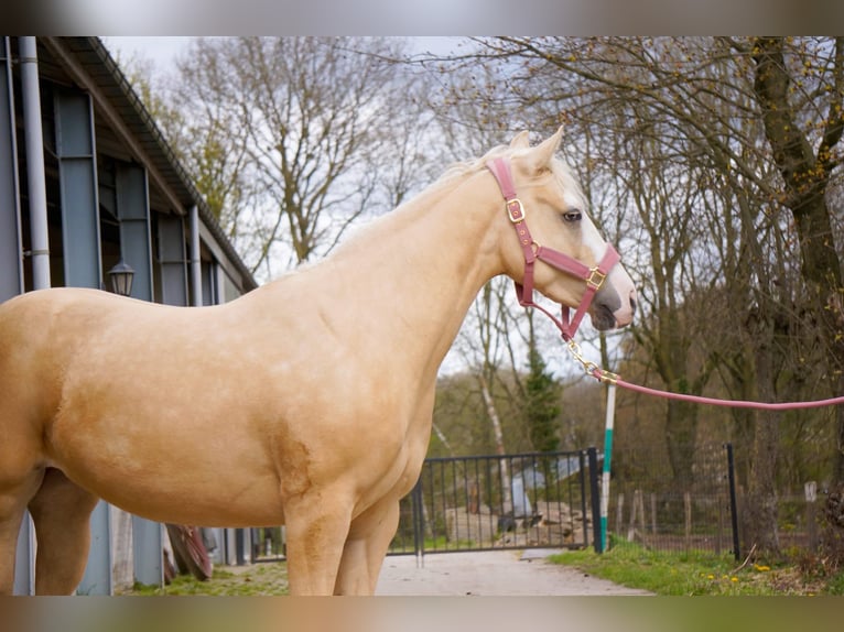 American Paint Horse Mare 3 years 14.1 hh Palomino in Nijmegen