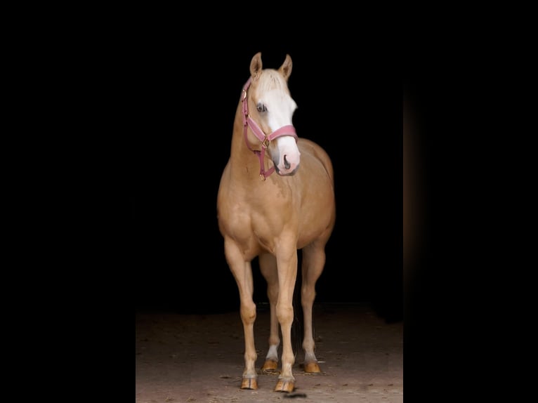 American Paint Horse Mare 3 years 14.1 hh Palomino in Nijmegen