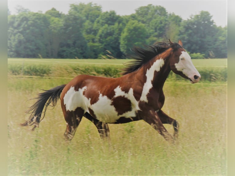 American Paint Horse Mare 3 years 14.2 hh Chestnut in WarburgWarburg