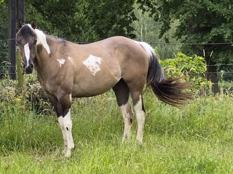 American Paint Horse Mare 3 years 14.2 hh Grullo in Gangelt