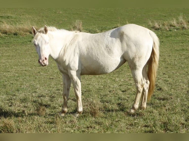 American Paint Horse Mare 3 years 14,2 hh Perlino in Warburg