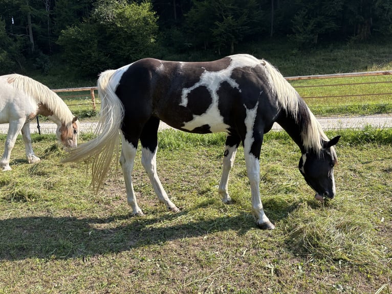 American Paint Horse Mare 3 years 14.2 hh Tobiano-all-colors in Traunkirchen
