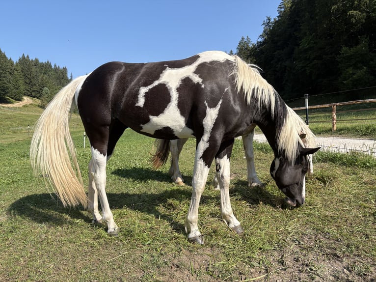 American Paint Horse Mare 3 years 14.2 hh Tobiano-all-colors in Traunkirchen