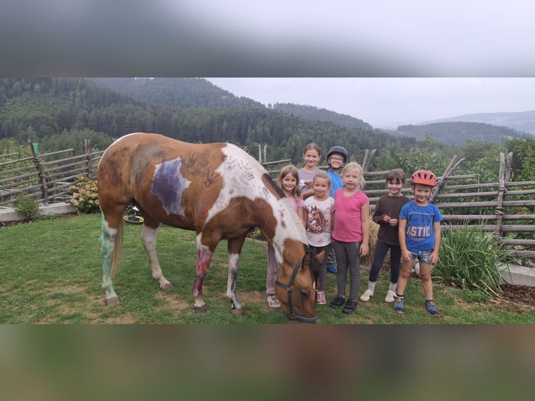American Paint Horse Mare 3 years 14.2 hh Tobiano-all-colors in Anger