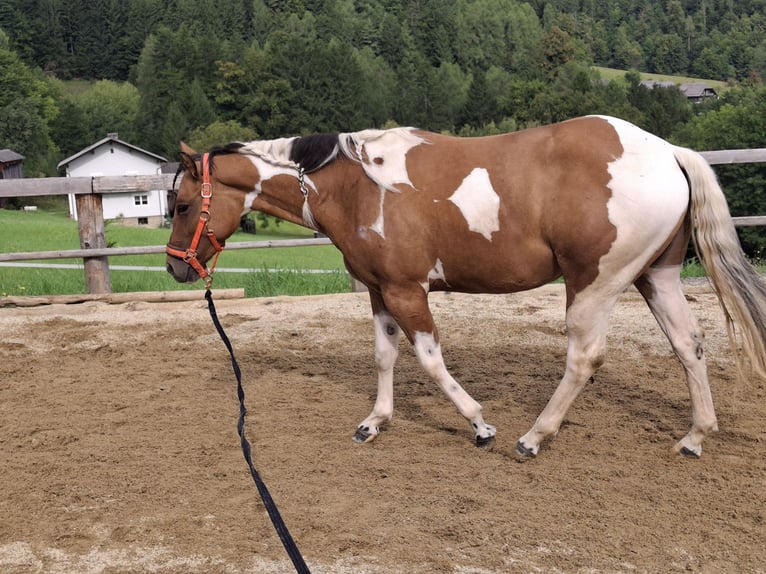 American Paint Horse Mare 3 years 14.2 hh Tobiano-all-colors in Anger