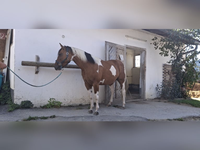 American Paint Horse Mare 3 years 14.2 hh Tobiano-all-colors in Anger