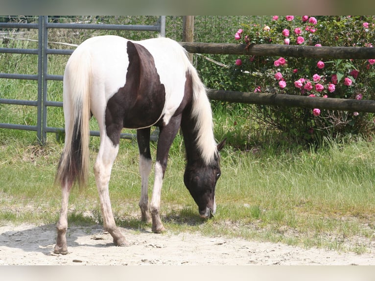 American Paint Horse Mare 3 years 14.2 hh  in Düsseldorf