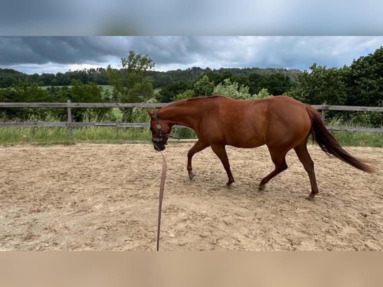 American Paint Horse Mare 3 years 14 hh Chestnut in Berga