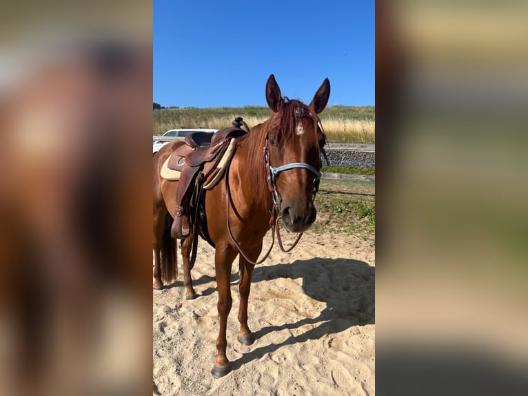 American Paint Horse Mare 3 years 14 hh Chestnut in Berga