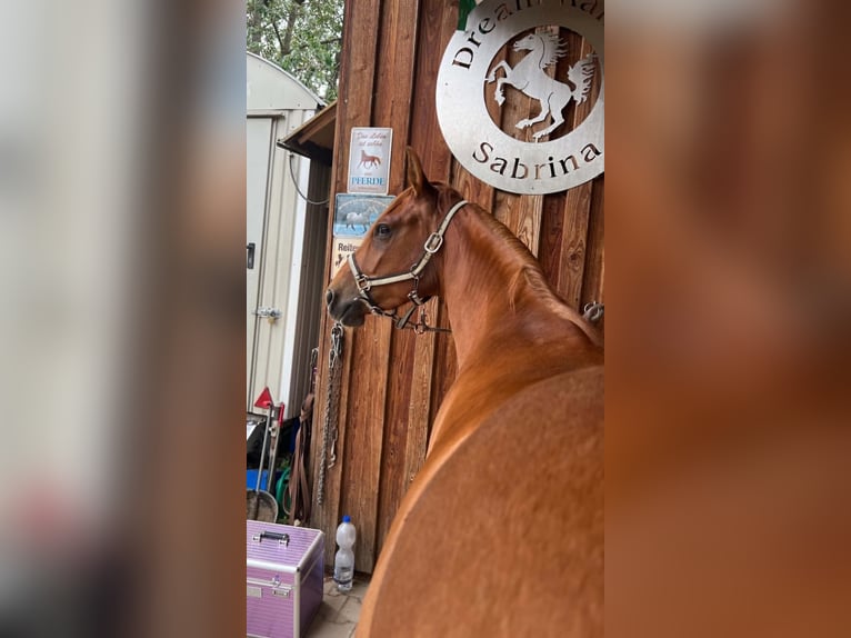 American Paint Horse Mare 3 years 14 hh Chestnut in Berga