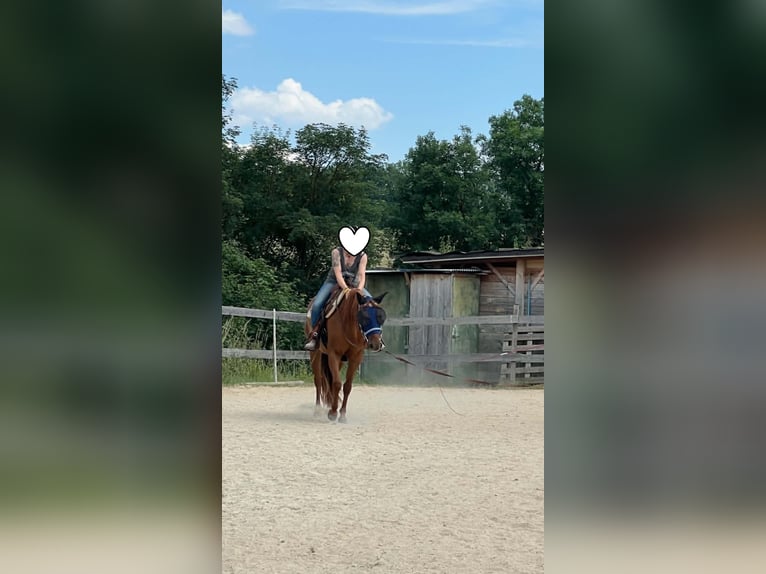 American Paint Horse Mare 3 years 14 hh Chestnut in Berga