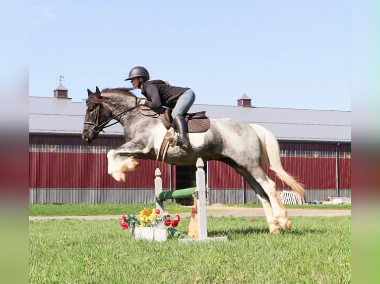 American Paint Horse Mare 3 years 14 hh Roan-Blue in Howell