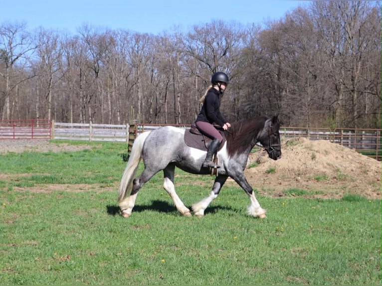 American Paint Horse Mare 3 years 14 hh Roan-Blue in Howell